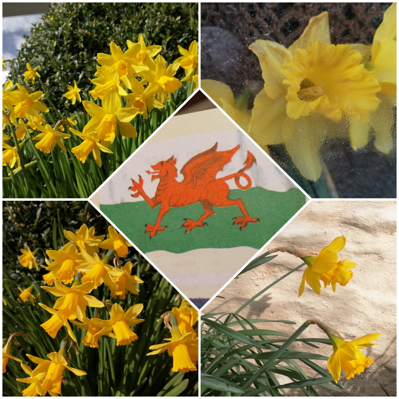St Davids Day At Top Banana !