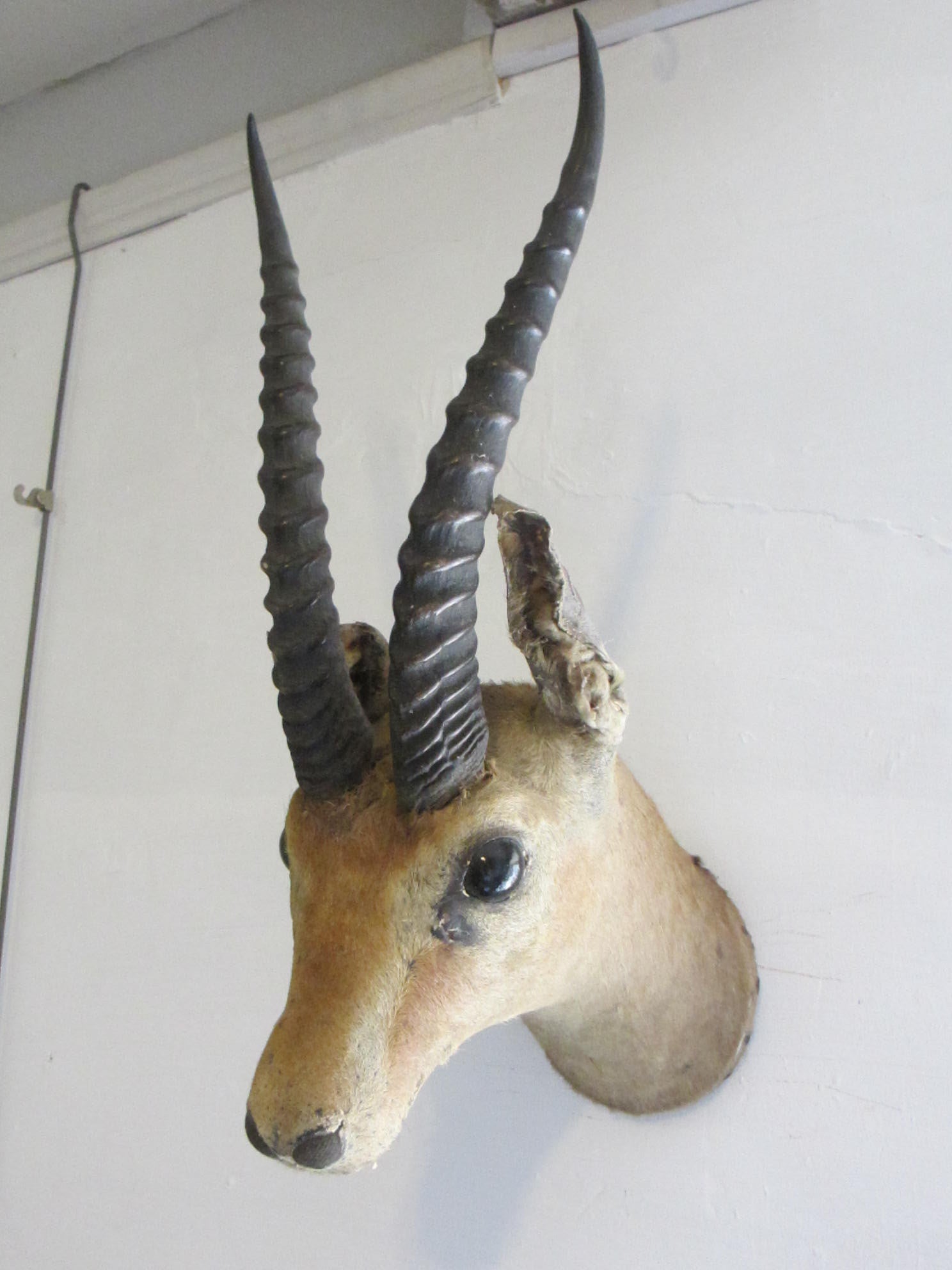 Scientific, Sporting & Taxidermy