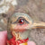 Hand Carved And Painted Beechwood Birds Head Parasol Handle Vintage circa 1930s
