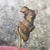 Rare Sterling Silver Gilt Grey Hound Head Stock Pin Antique Victorian Circa 1870