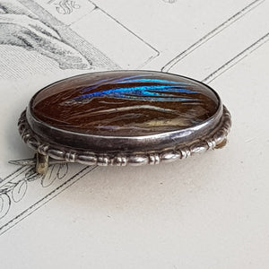 Sterling Silver Butterfly Wing Under Glass Cabochon Brooch Vintage Art Deco circa 1930