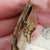 Enamel Dragonfly Decorated Miniature Sweetheart Photo Frame Antique Art Nouveau circa 1910