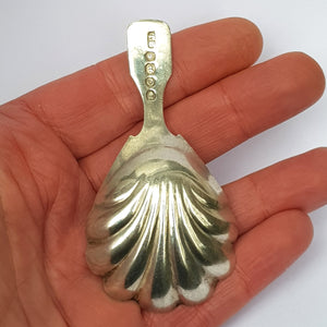Sterling Silver Shelled Bowl Tea Caddy Spoon Antique Georgian London Circa 1829