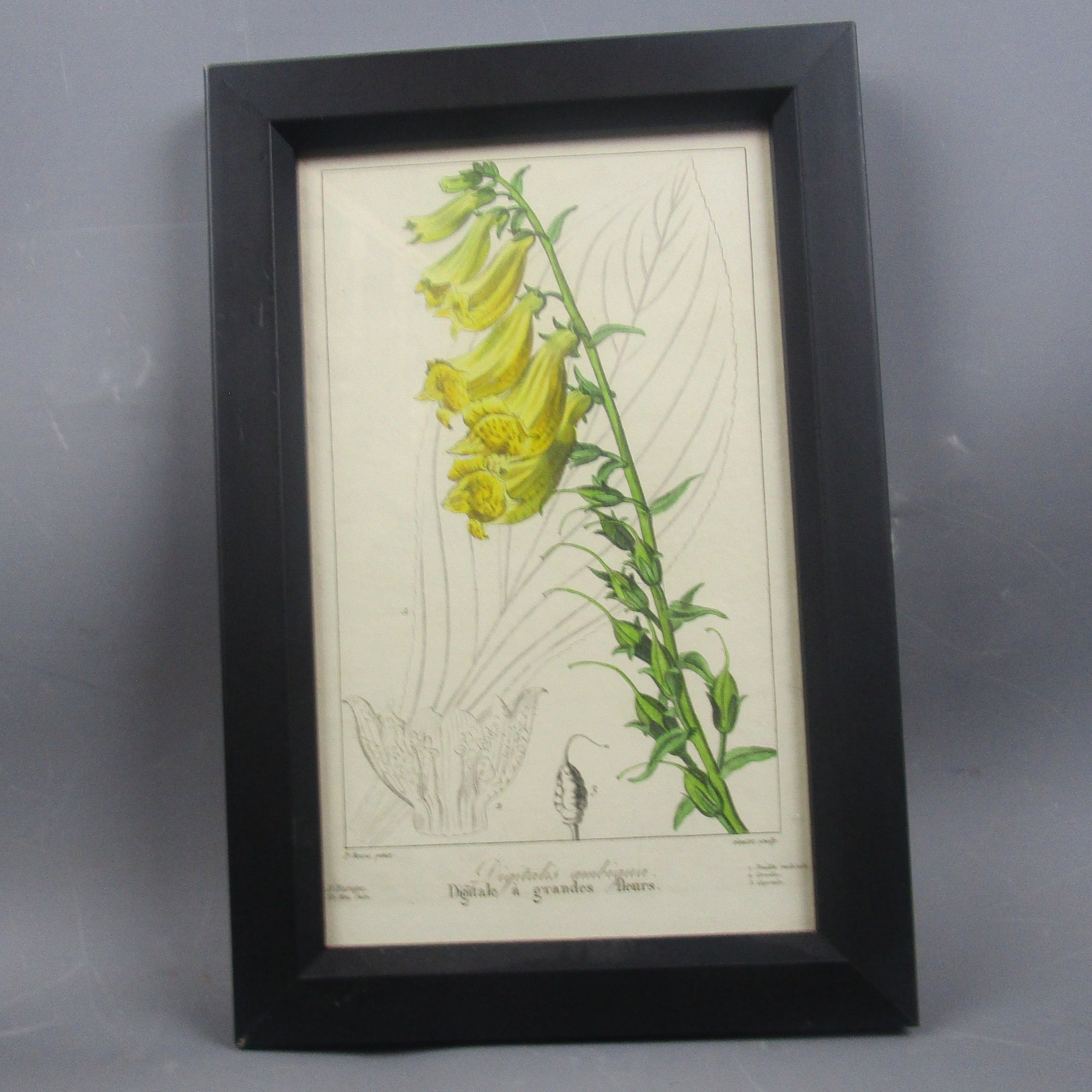 Hand Coloured "Digitalis Ambigua" Yellow Floral Botanical Print Antique Victorian c1890