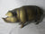 Huge Pig Piggy Money Bank in Brass Vintage c1950