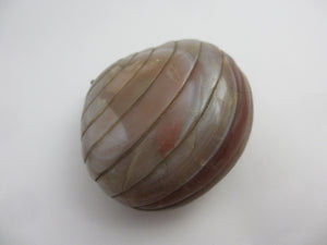 Huge Chinese Banded Agate Scallop Shell Pendant Antique c1840