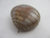 Huge Chinese Banded Agate Scallop Shell Pendant Antique c1840