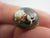 Spaniel Dog Essex Crystal Reverse Painted Intaglio Pair of Brass Buttons Antique Edwardian