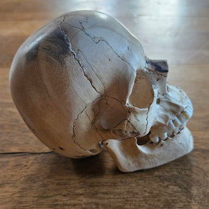 Contemporary Carved Wood and Antler Skull Moving Jaw Vintage