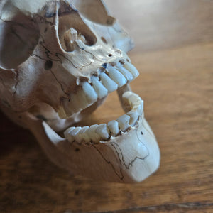 Contemporary Carved Wood and Antler Skull Moving Jaw Vintage