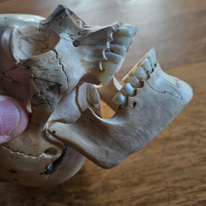 Contemporary Carved Wood and Antler Skull Moving Jaw Vintage