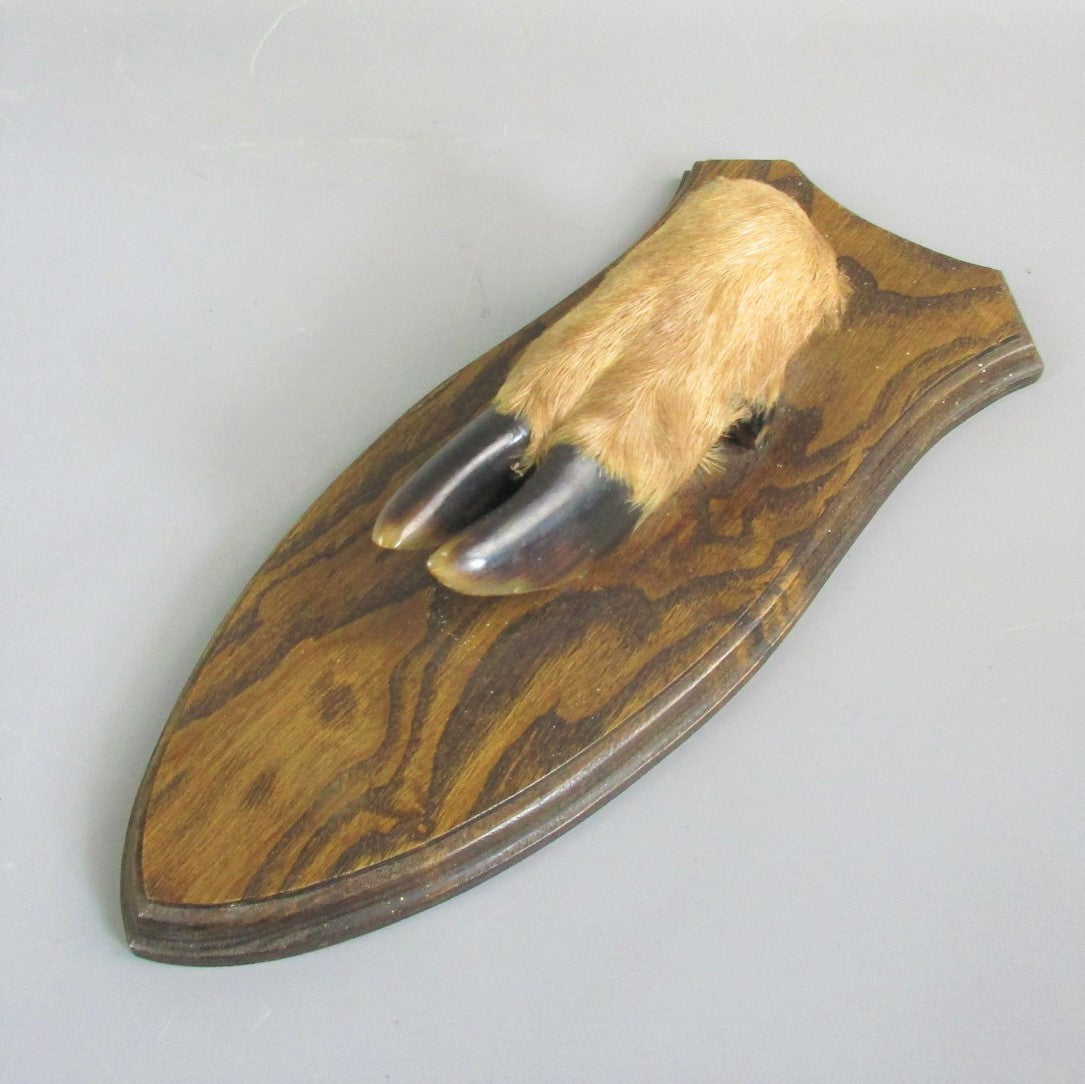 Hunting Trophy Shield With Deer Hoof Vintage c1970