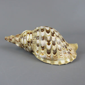 Triton's Trumpet Sea Shell Vintage 20th Century.